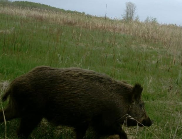 Wild boars in Saskatchewan skpic
