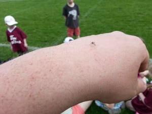 Mosquito