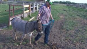 Eeyore