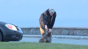 Man feeding fox on Signal Hill
