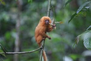 Faster Extinctions