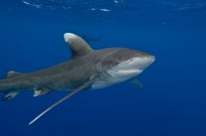 Faster Extinctions