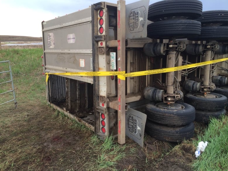 Cattle die in crash near Chamberlain, Sask. CBC News Cattle die in crash near Chamberlain, Sask. CBC News