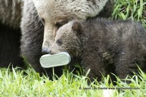 Bear litter