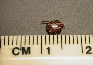 American dog tick skpic