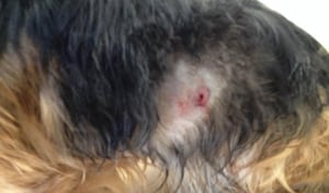 dog shot with pellet gun North West River