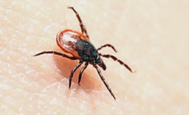 Lyme disease tick