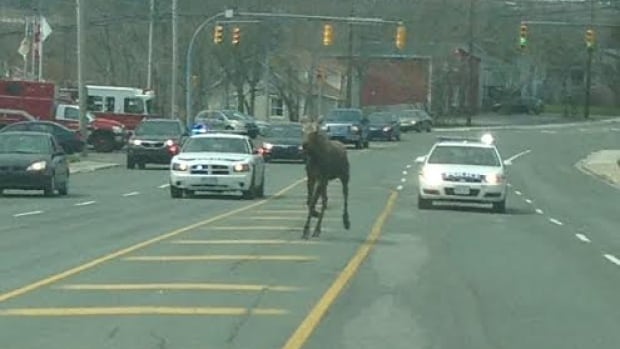 My Car North Bay >> moose-on-topsail-road.jpg My Car North Bay >> moose-on-topsail-road.jpg