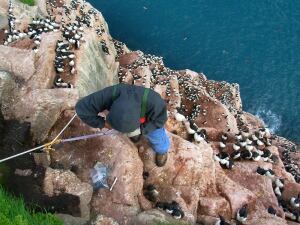 High Arctic seabird research