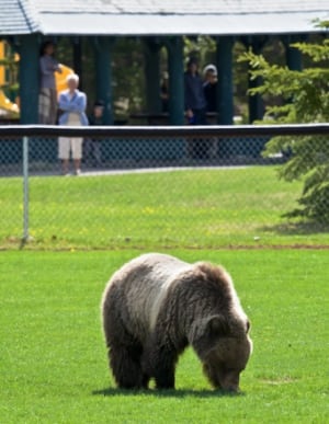 Grizzly Bear sighting in Banff