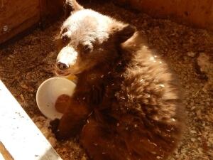 Bear cub Mayo, Yukon