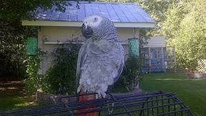 Ozzi Parrot