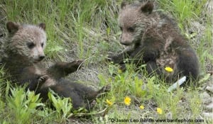 Kootenay cubs