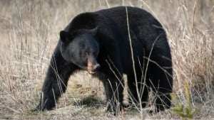 Black bear