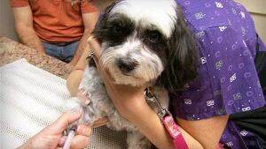 Fighting for Fido | Marketplace