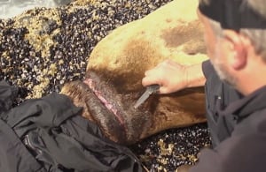 Steller sea lion disentangled by Vancouver Aquarium