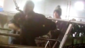 Chilliwack Cattle Sales animal cruelty