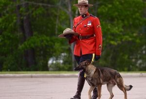 Police dog