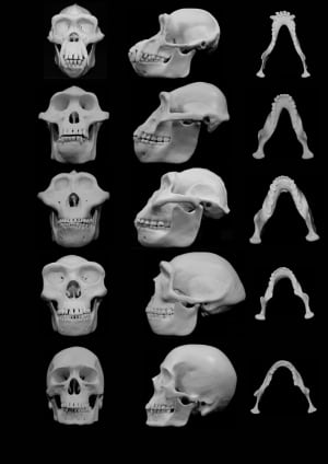 Hominin skulls