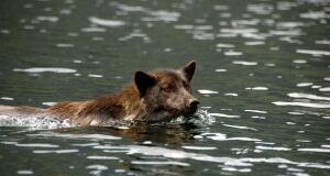 Coast wolf