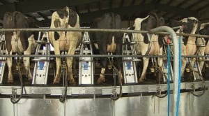 Chilliwack Cattle Sales milking barn