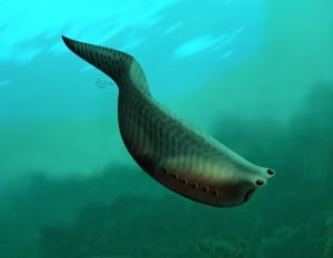 Metaspriggina reconstruction