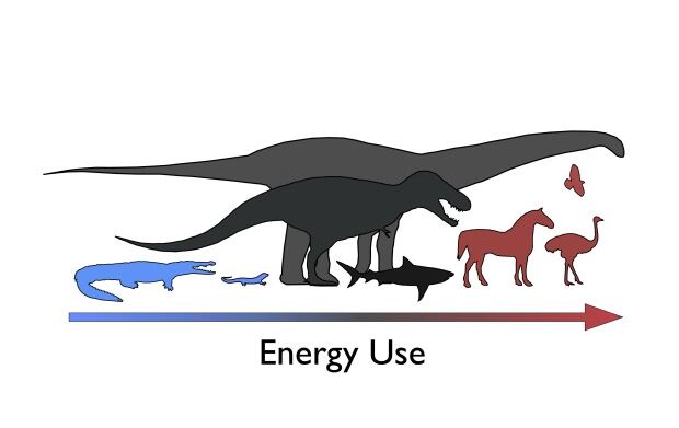 Metabolic rates of animals