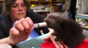 baby porcupine
