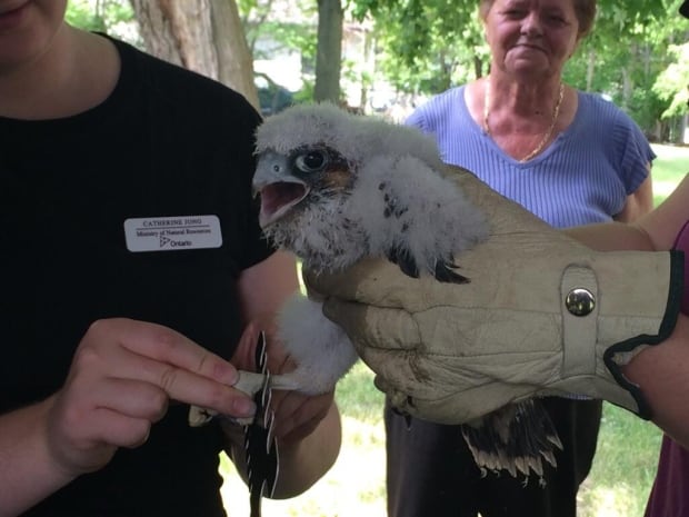 Peregrine Falcon Windsor