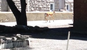 Deer spotted in Sandy Hill (June 15, 2014)