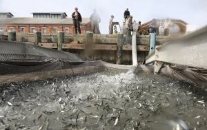 California Drought Salmon Rescue