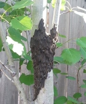 Tent caterpillars