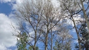 defoliated trees