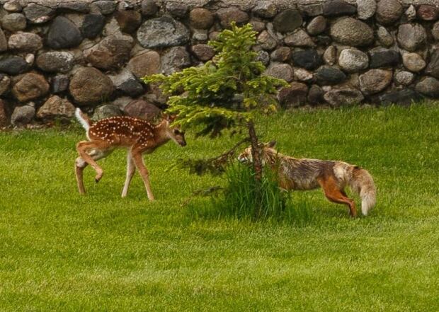 fawn and