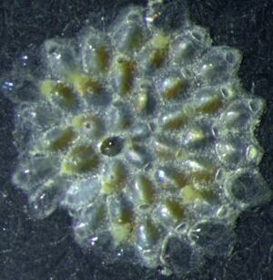 Fenestrulina rugula