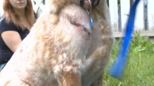 injured dog