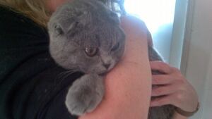 Chester the cat