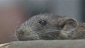 sk-rat(3)090828