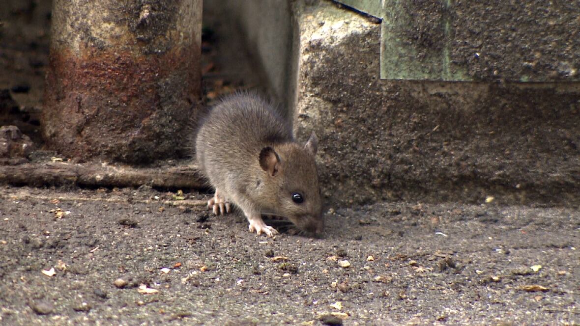 compost rats overrun vancouver daycare playground compost rats overrun vancouver daycare playground