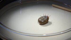 Ticks