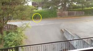 Bobcat caught on video near Metrotown