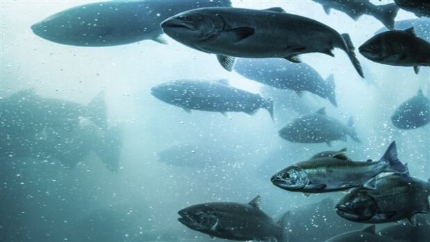 Atlantic salmon