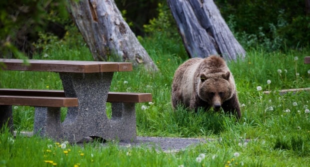 Bear closures