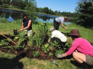 rain garden