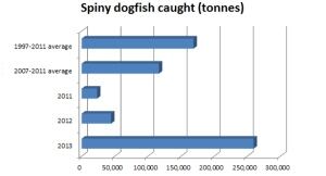 spiny dogfish
