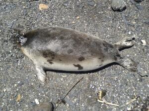 Headless seal