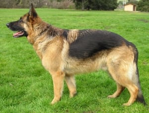 German Shepherd.