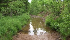 Turtle Mountain woods