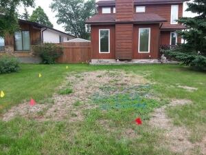 Spotty lawn
