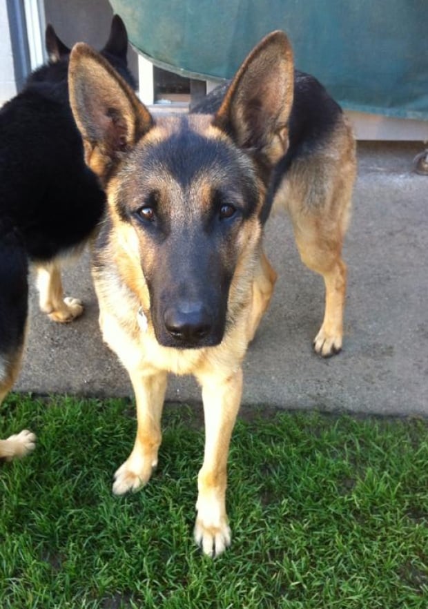 Ben the German Shepherd